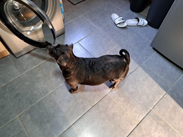 Bella