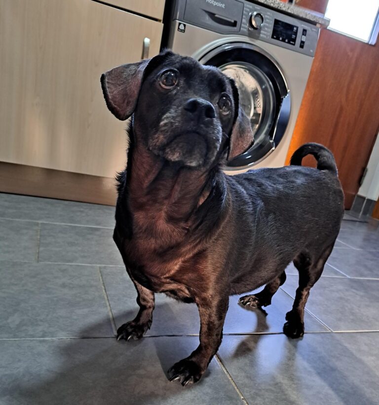 Bella