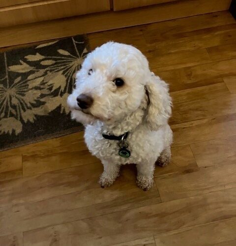 Lottie